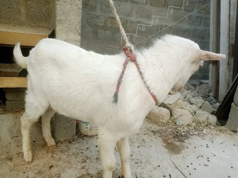 Qurbani 2025 Pure Gulabi White Teddy Bakra Healthy & Active 1