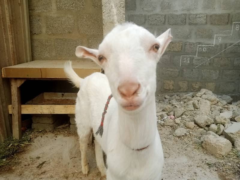 Qurbani 2025 Pure Gulabi White Teddy Bakra Healthy & Active 3