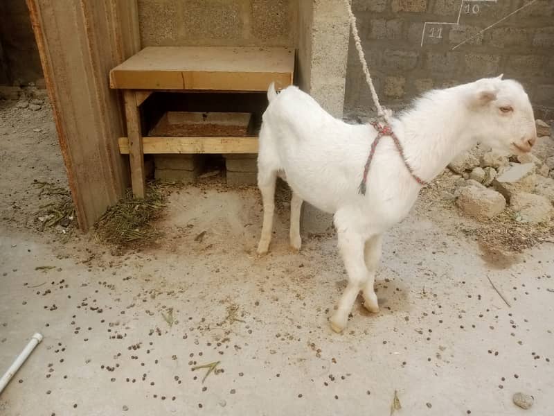 Qurbani 2025 Pure Gulabi White Teddy Bakra Healthy & Active 4