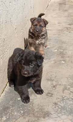 German shepherd long haired females available for farm house's