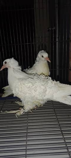 Frillback white chiks pair