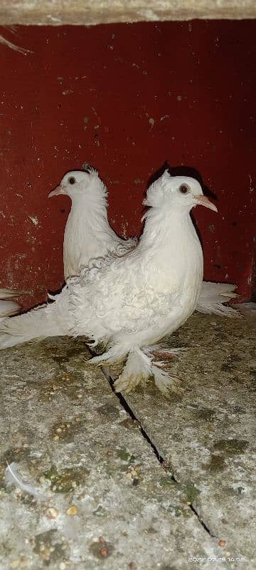 Frillback white chiks pair 1