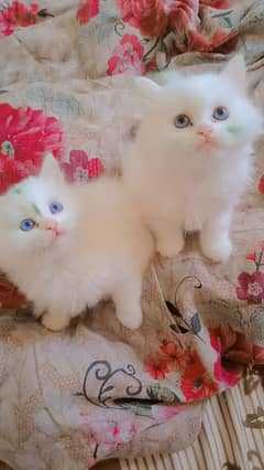 persion cat | Persion  kitten |  Triple Coated Kittens pair For Sale