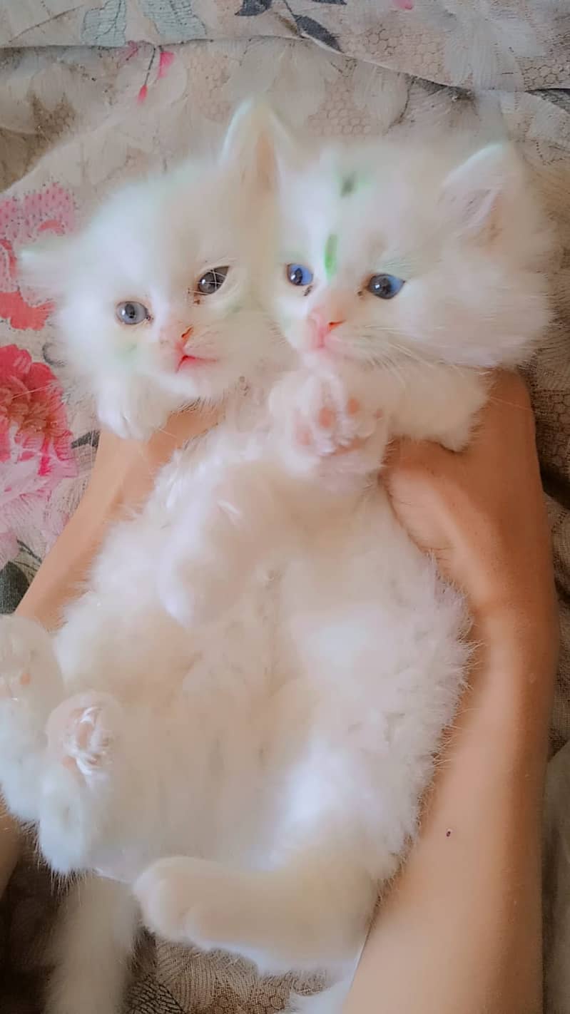 persion cat | Persion  kitten |  Triple Coated Kittens pair For Sale 1