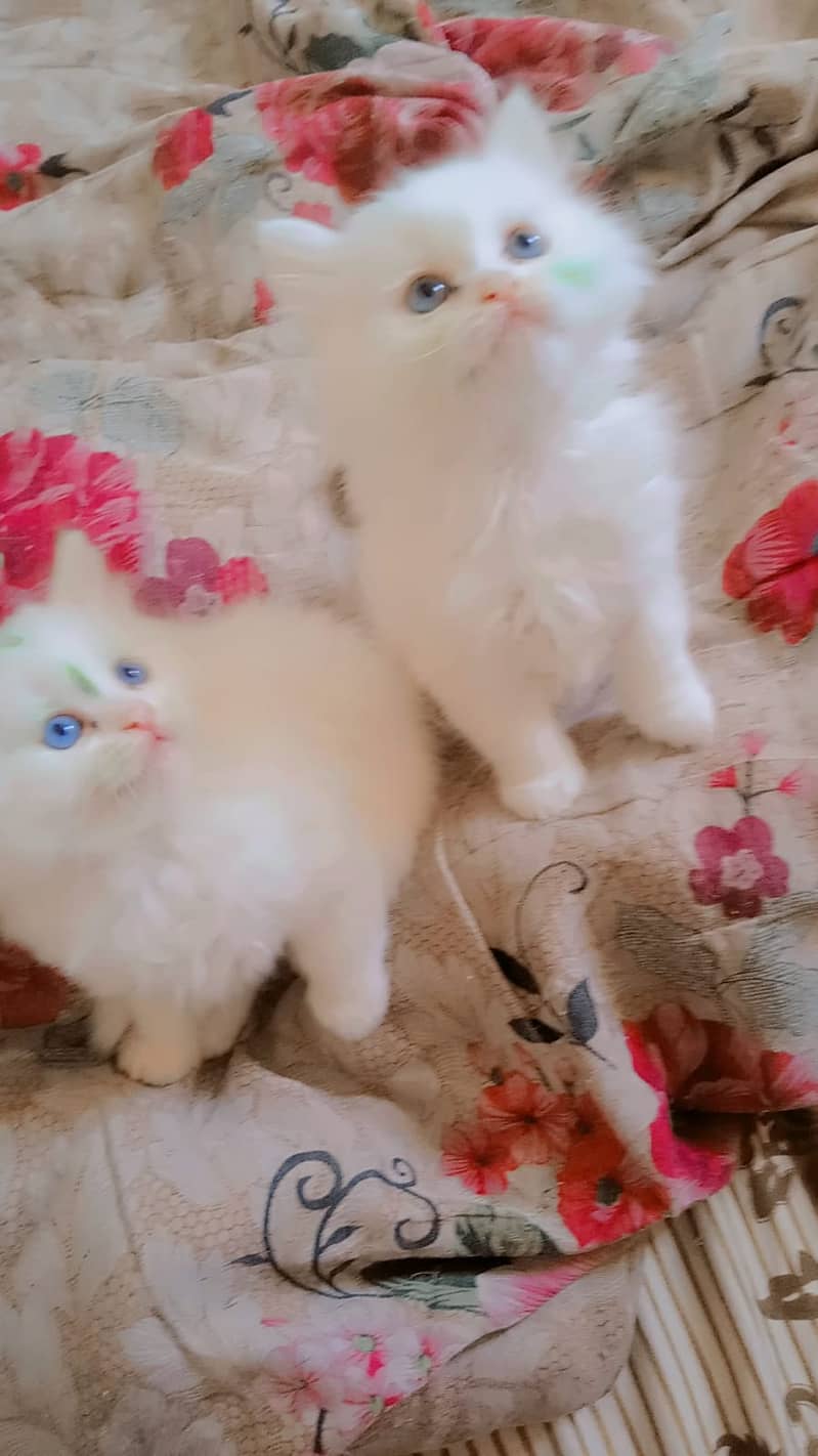 persion cat | Persion  kitten |  Triple Coated Kittens pair For Sale 2