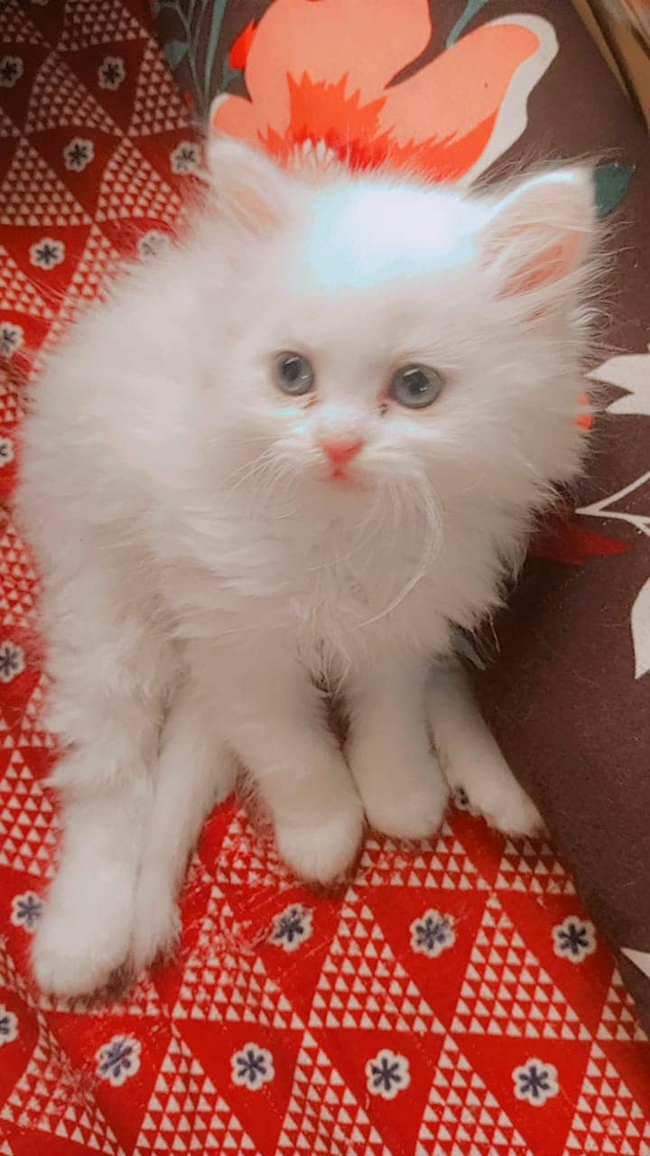 persion cat | Persion  kitten |  Triple Coated Kittens pair For Sale 4