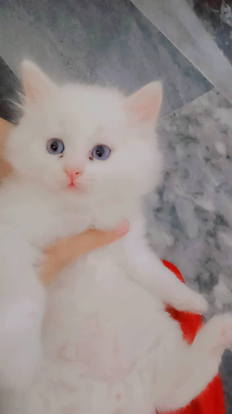 persion cat | Persion  kitten |  Triple Coated Kittens pair For Sale 7