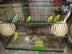 AUSTRALIAN PARROTS FOR SALE