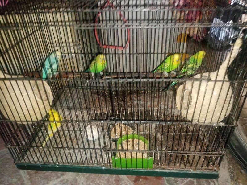 AUSTRALIAN PARROTS FOR SALE 0