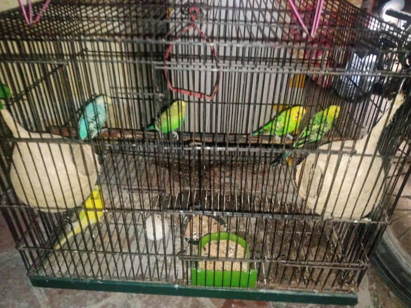 AUSTRALIAN PARROTS FOR SALE 1