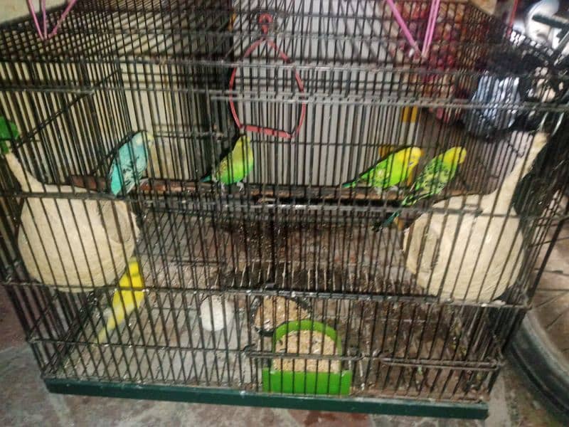 AUSTRALIAN PARROTS FOR SALE 2