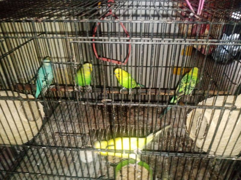 AUSTRALIAN PARROTS FOR SALE 3