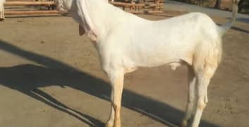 desi bakra for sale call me 03278290878