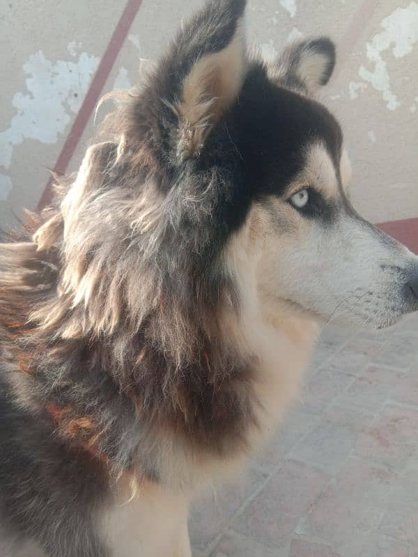 siberian huskey wooly coat 1