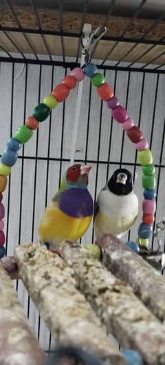 Common Gouldian breeder pair for Sale