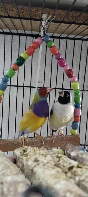 Common Gouldian breeder pair for Sale 1