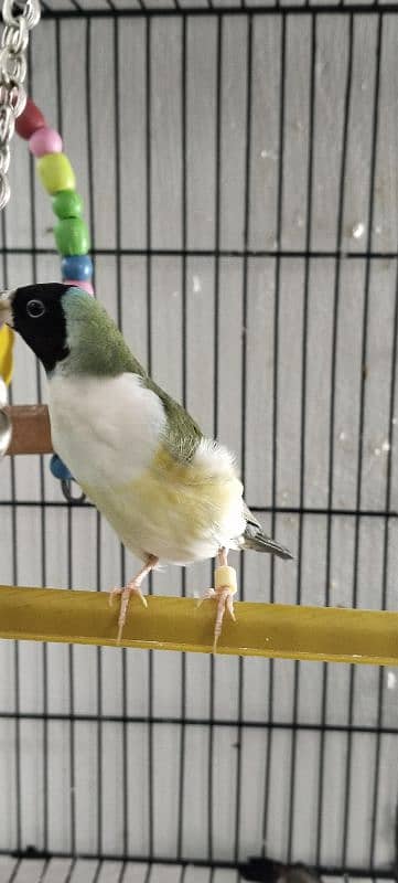 Common Gouldian breeder pair for Sale 2