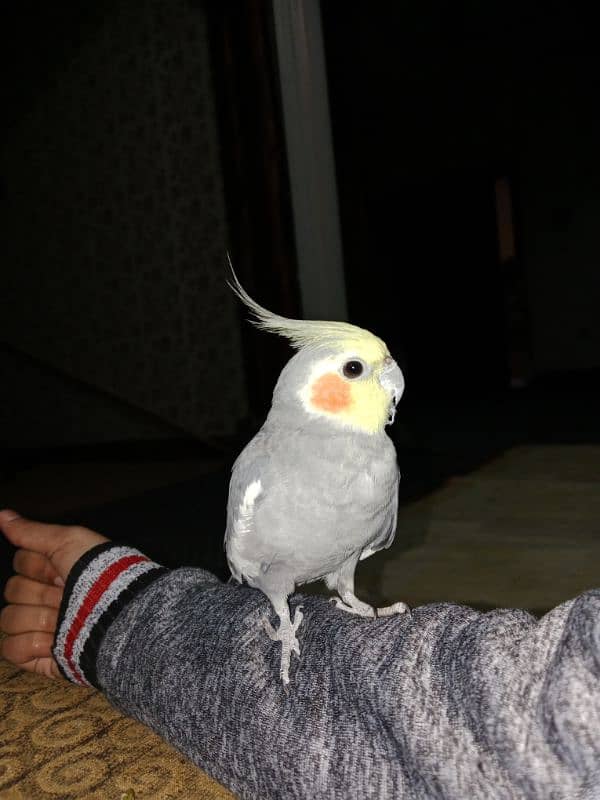 parrot 1