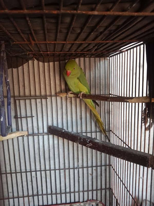 kahti parrot 0