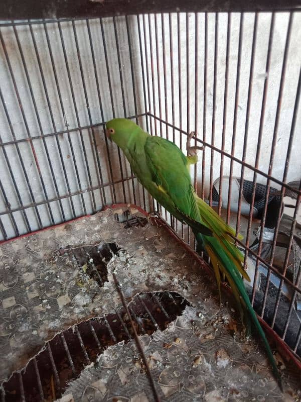 kahti parrot 1