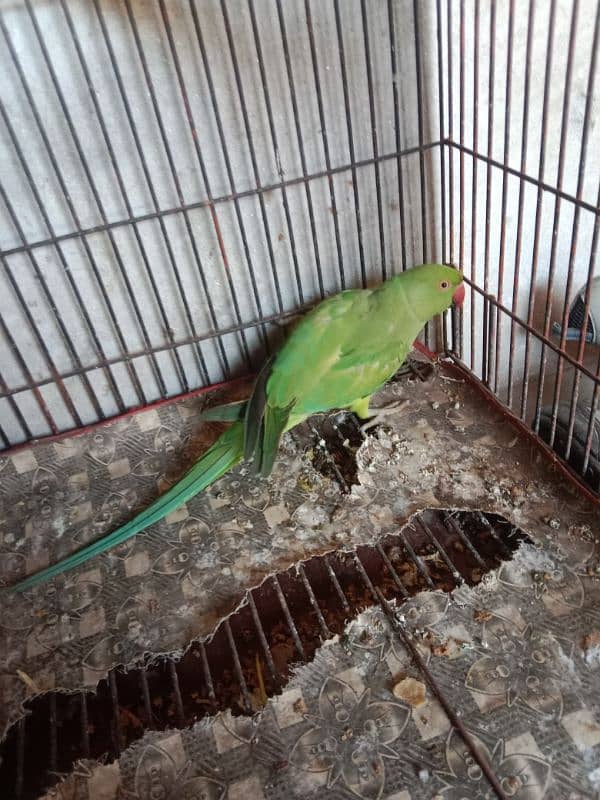 kahti parrot 2