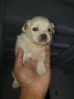 Pekingese bred ha 5 pup ha 3 female 2 male 03135105229