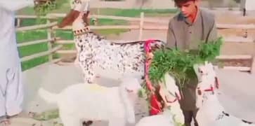 desi bakri for sale call me 03278290878