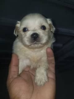 Pekingese bred ha 2 mont age ha 5 pup ha sab ki Price alg ha