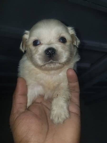 Pekingese bred ha 2 mont age ha 5 pup ha sab ki Price alg ha 0