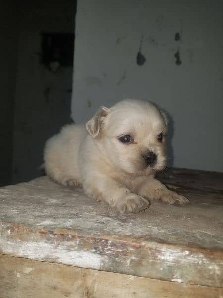 Pekingese bred ha 2 mont age ha 5 pup ha sab ki Price alg ha 1