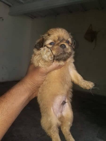 Pekingese bred ha 2 mont age ha 5 pup ha sab ki Price alg ha 2