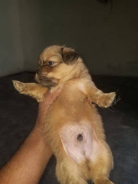 Pekingese bred ha 2 mont age ha 5 pup ha sab ki Price alg ha 3