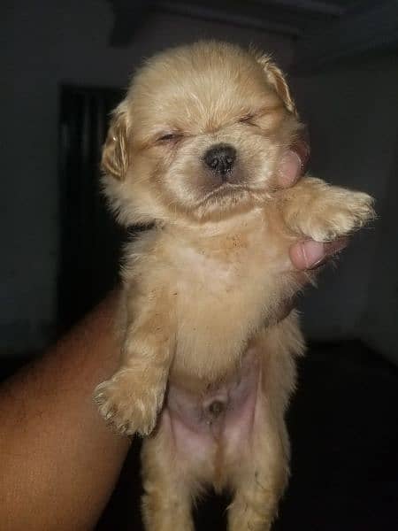 Pekingese bred ha 2 mont age ha 5 pup ha sab ki Price alg ha 4