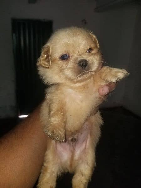 Pekingese bred ha 2 mont age ha 5 pup ha sab ki Price alg ha 5