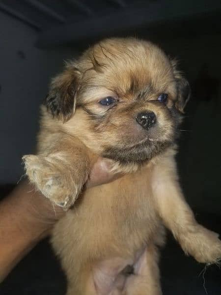 Pekingese bred ha 2 mont age ha 5 pup ha sab ki Price alg ha 6