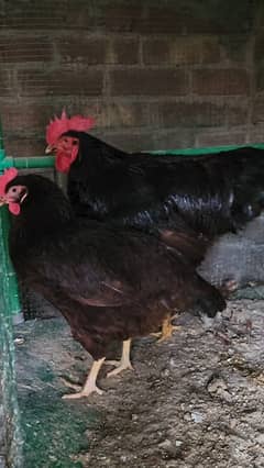 RiR  chicks for sale