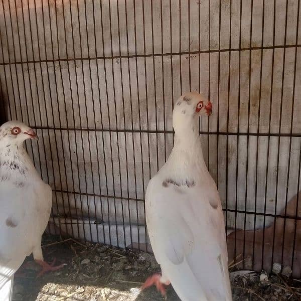 Fancy pigeon 1