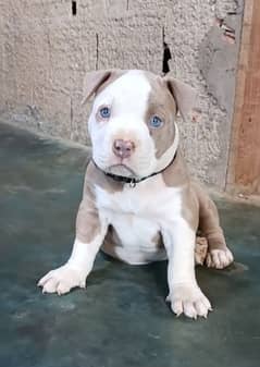 pitbull puppies 03361777030