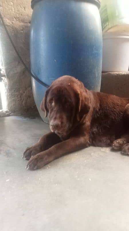 labardog female for sale age 2.5 month urgent for sale 1