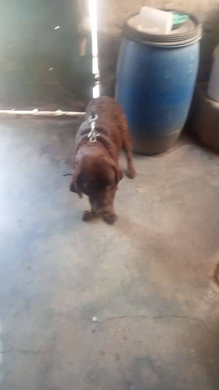 labardog female for sale age 2.5 month urgent for sale 3