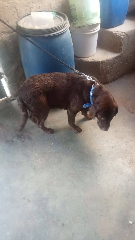 labardog female for sale age 2.5 month urgent for sale 4