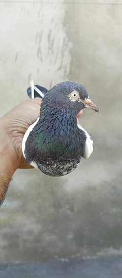 teddy pigeon pair For sale in wah cantt