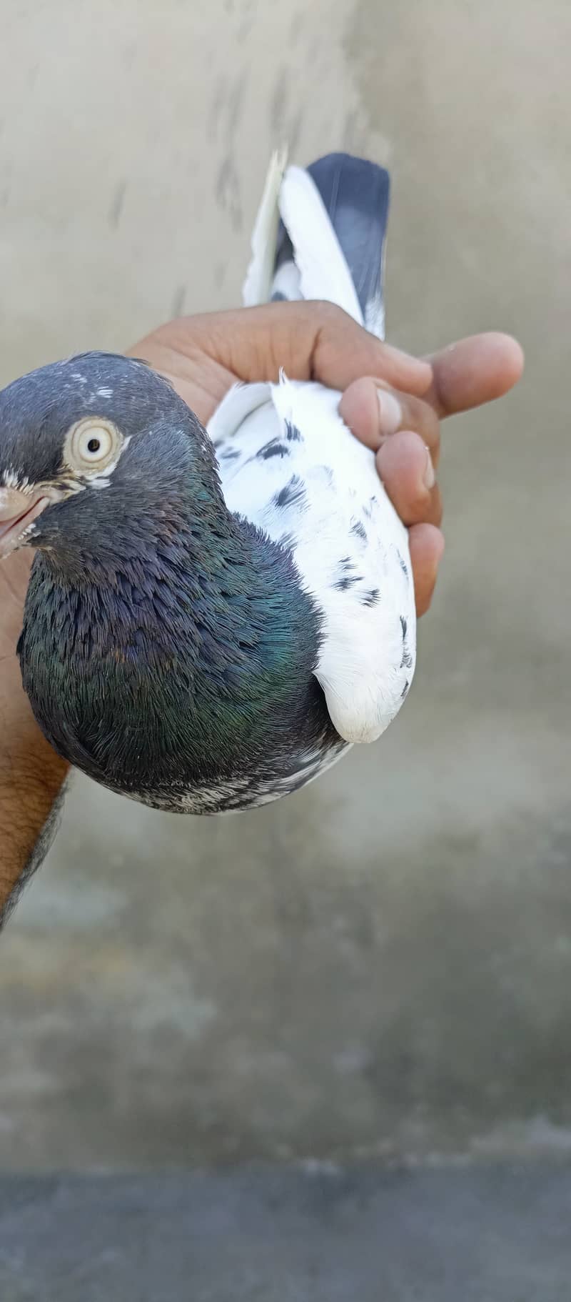 teddy pigeon pair For sale in wah cantt 1