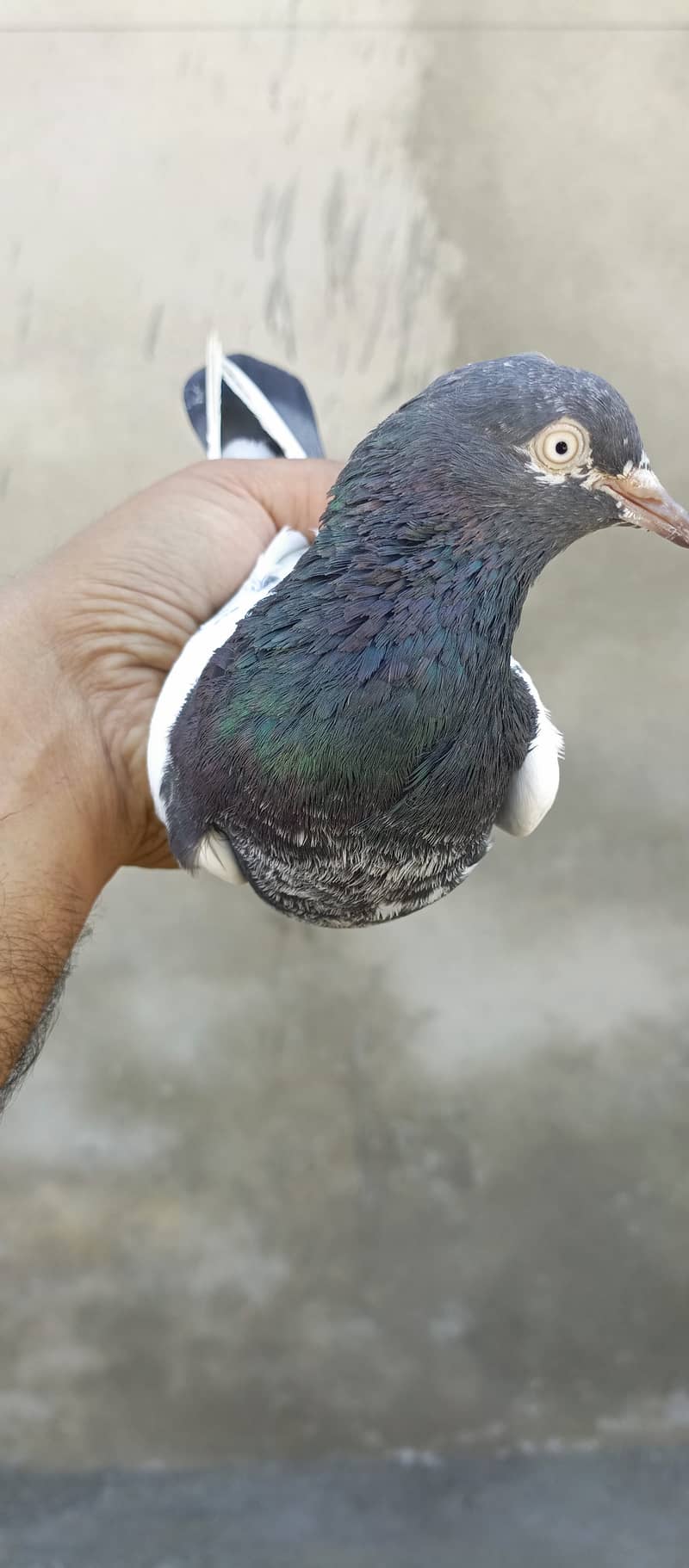 teddy pigeon pair For sale in wah cantt 2