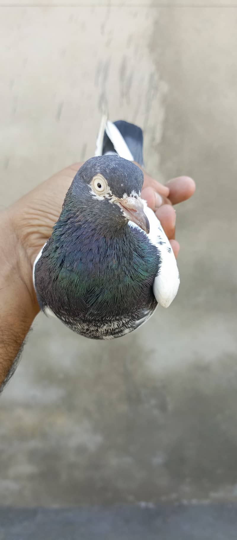 teddy pigeon pair For sale in wah cantt 3