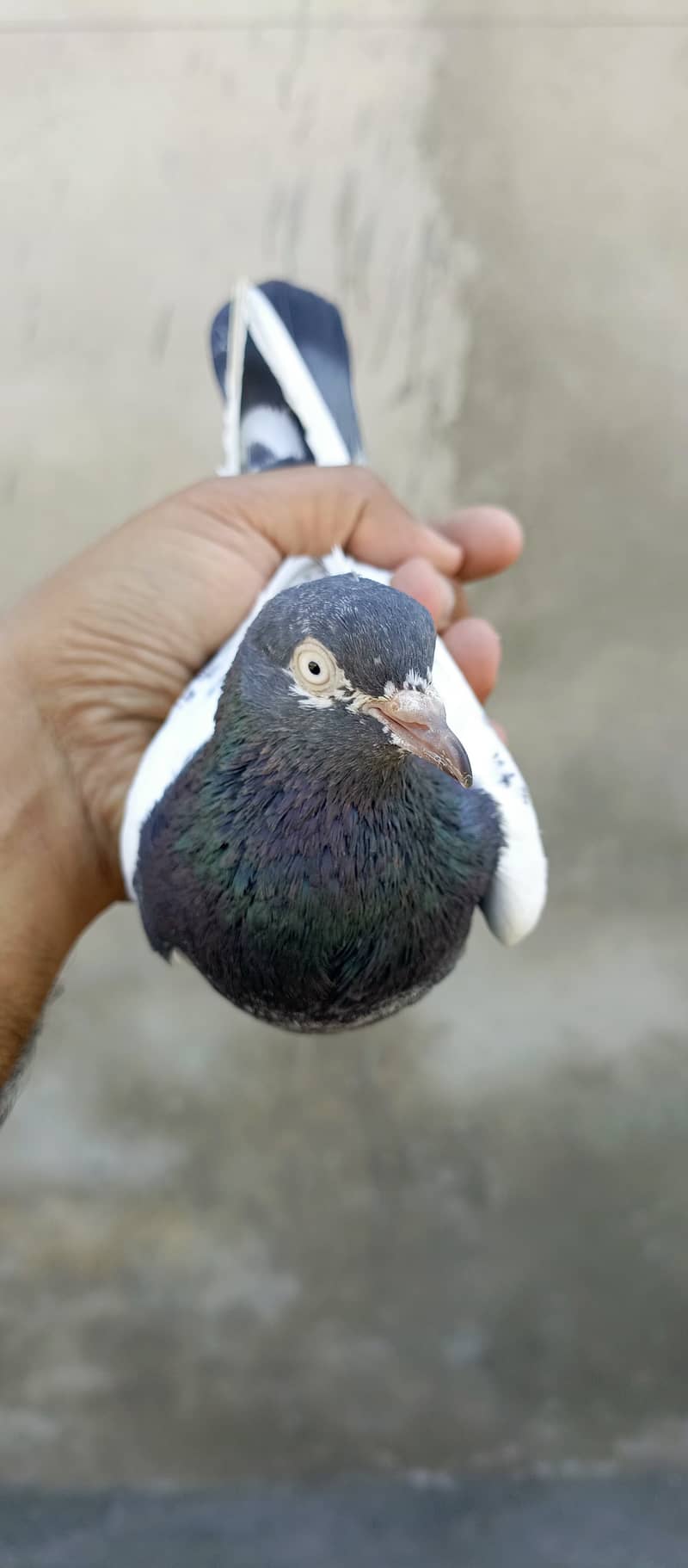 teddy pigeon pair For sale in wah cantt 4