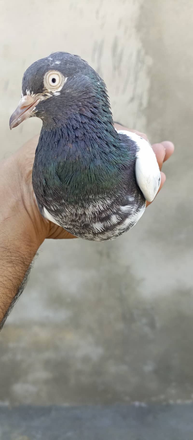 teddy pigeon pair For sale in wah cantt 5