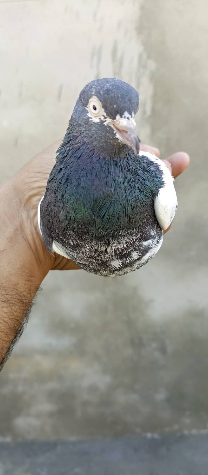 teddy pigeon pair For sale in wah cantt 6