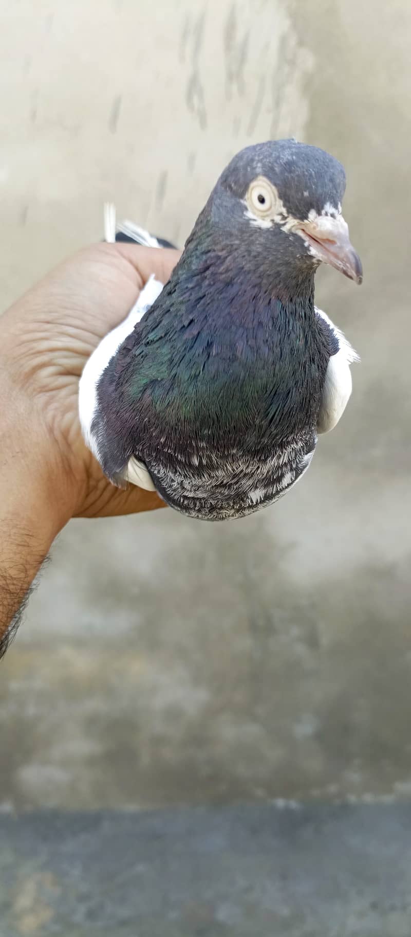 teddy pigeon pair For sale in wah cantt 7