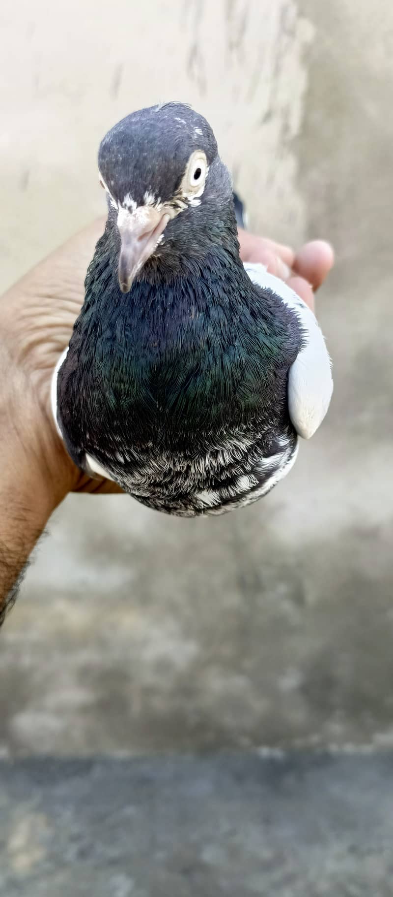 teddy pigeon pair For sale in wah cantt 8